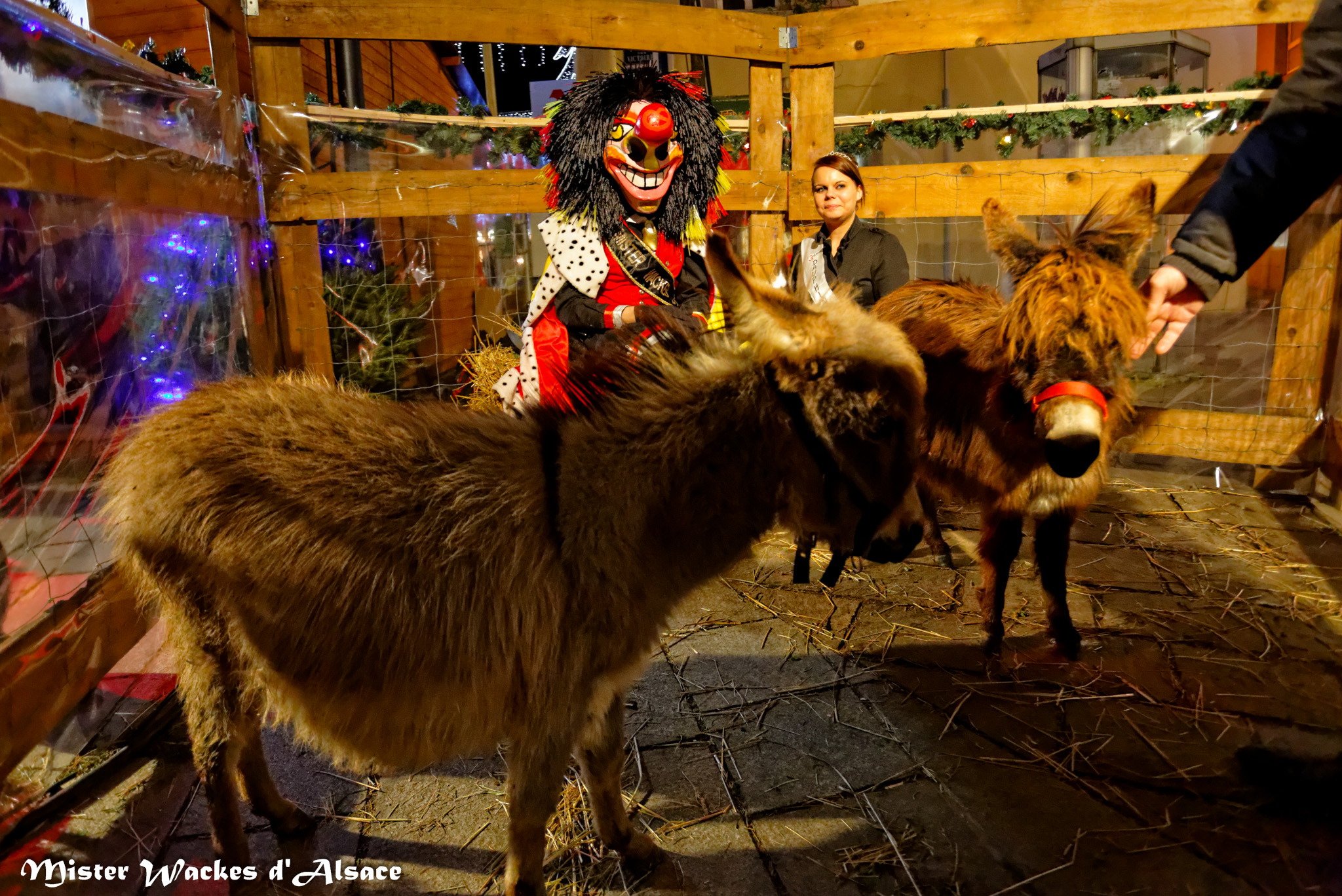 Téléthon Mulhouse 2013, Mister Wackes d’Alsace rend visite aux mascottes du Tour Alsace Diesel et Dodge, les deux ânes