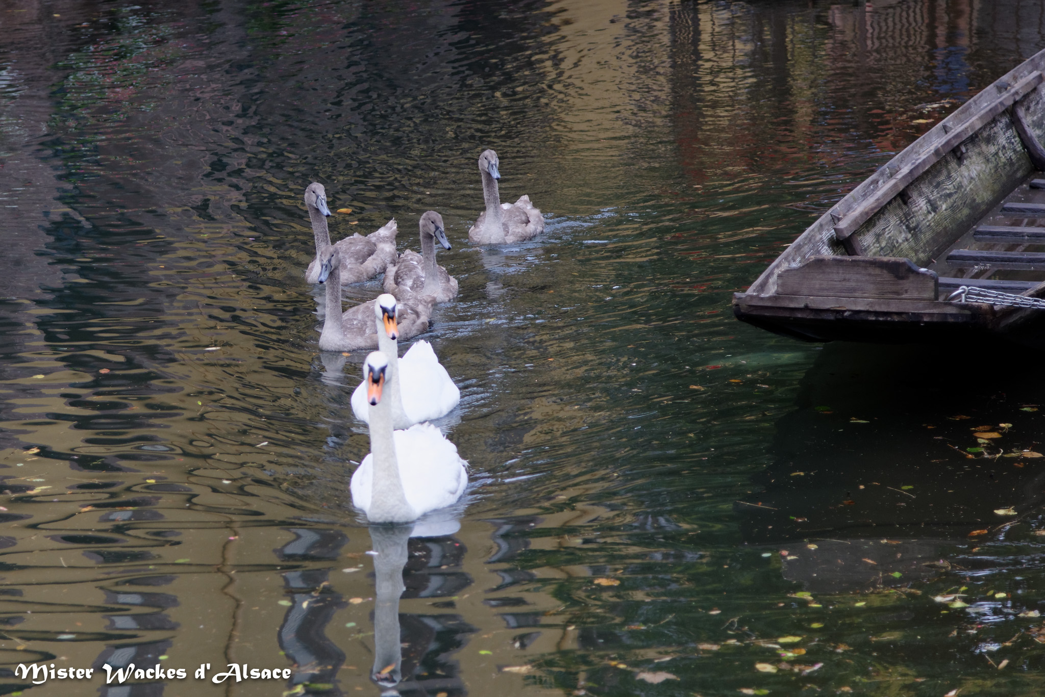 Petite Venise Colmar - promenade en barque au fil de l'eau